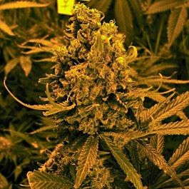 Nirvana Seeds Auto Blueberry Kush Feminised