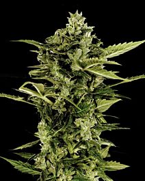 Green House Company Auto-Bomb Feminised