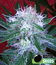 Bomb Seeds Auto Bomb Feminized