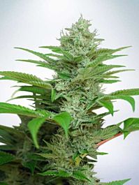 Ministry of Cannabis Auto CBD Star Feminised