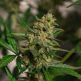 Green Label Automatic Easy Skunk Feminized