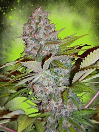 Ministry of Cannabis Auto Cream NL Feminized