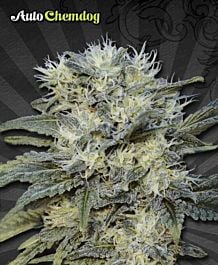 Auto Seeds Auto Chemdog Feminized