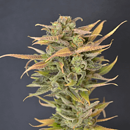 710 High Priority Autoflowering Feminized