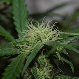 Mephisto Genetics Livers Auto Feminised Seeds (Artisanal Automatics)