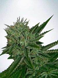 Ministry of Cannabis Auto Northern Lights Feminised