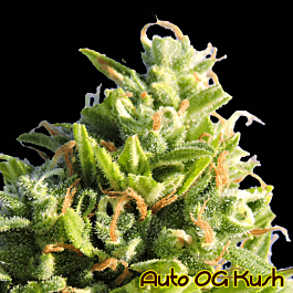 Original Sensible Seeds Auto OG Kush Feminized