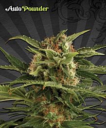 Auto Seeds Auto Pounder Feminized