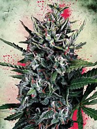 Ministry of Cannabis Auto Silver Bullet Feminized