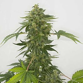 Green Label Auto Silver Haze Feminized
