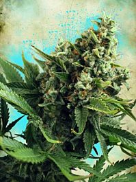 Ministry of Cannabis Auto White Widow Feminized
