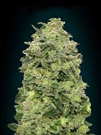 Advanced Seed Banks Auto Afghan Skunk Feminized