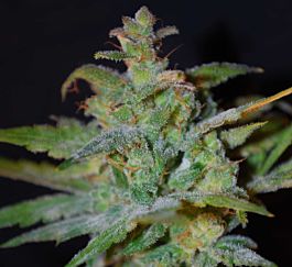 BlimBurn Seeds AK Automatic Feminised