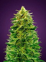 Advanced Seed Banks Auto Amnesia Feminized
