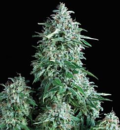 Pyramid Seeds Anubis Feminized