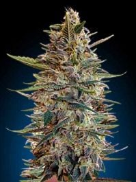 Advanced Seed Banks Auto Blue Diesel Feminized