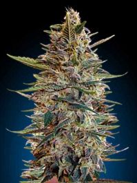 Advanced Seed Banks Automatic Feminized Collection #2