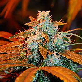 G13 Labs Auto Berry Feminized