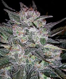 Mephisto Genetics Auto Blues Feminized