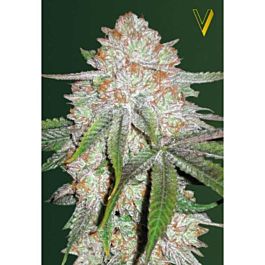 Victory Seeds Auto Chocodope Feminized
