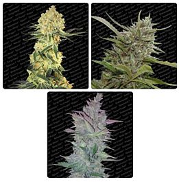 Paradise Seeds Auto Collection pack #1 Feminized