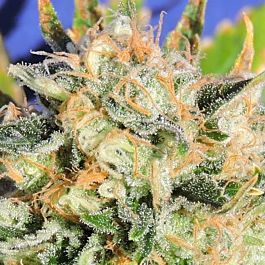 Original Sensible Seeds Critical Diesel Auto Feminized