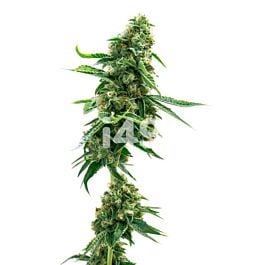 Critical Jack Autoflower Cannabis Seeds 