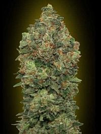 Advanced Seed Banks Automatic Feminized Collection #4