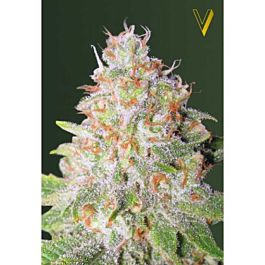 Victory Seeds Auto Green Wild Shark Feminized