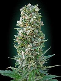 Advanced Seed Banks Automatic Feminized Collection #3