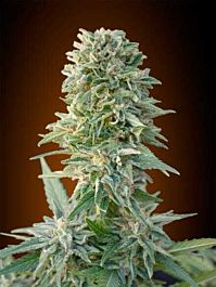 Advanced Seed Banks Automatic Feminized Collection #1