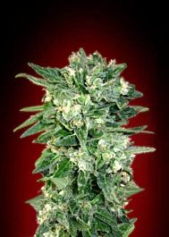 Advanced Seed Banks Auto Kaya 47 Feminized