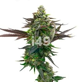 LSD Autoflower Cannabis Seeds 