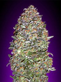 Lowlife Seeds Automatic AK Diesel Feminised