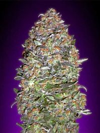Advanced Seed Banks Auto NYC Diesel Feminized