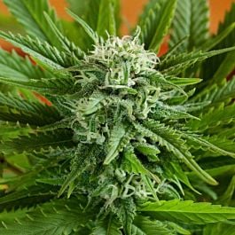 G13 Labs Pineapple Express Auto Feminized