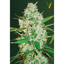 Victory Seeds Auto Red Russian XXL Feminized