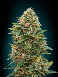 Advanced Seed Banks Auto Skunk 47 Feminized