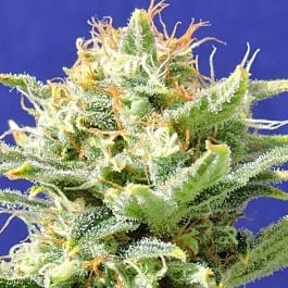 Original Sensible Seeds Auto Skunk Feminized