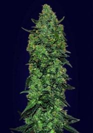 Advanced Seed Banks Auto Skunk Mass Feminized