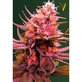 Victory Seeds Auto Seemango Feminized