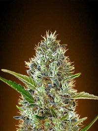 Advanced Seed Banks Auto Somango Feminized
