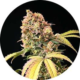 Top Tao Seeds Auto Tao Mix #1 Regular