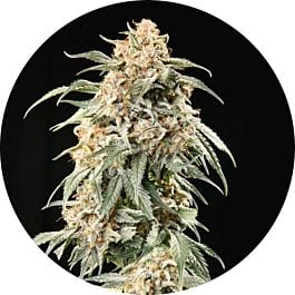 Top Tao Seeds Auto Tao Mix #2 Regular