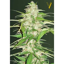 Victory Seeds Auto Ultra Power Plant Feminized