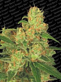 Paradise Seeds Auto Acid Autoflowering Feminised
