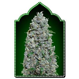 00 Seeds Auto Afghan Mass XXL Feminized