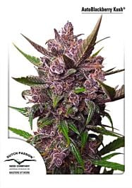 Dutch Passion Auto Blackberry Kush Feminized