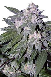 SEEDMAKERS Auto Blue Feminized