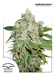Dutch Passion AutoBrooklyn Sunrise Feminized